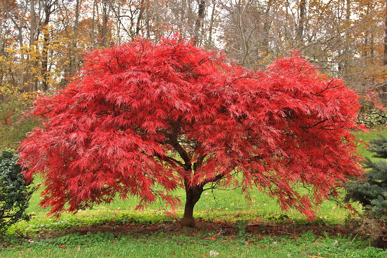 A tree with bright red leaves stands in a grassy area.