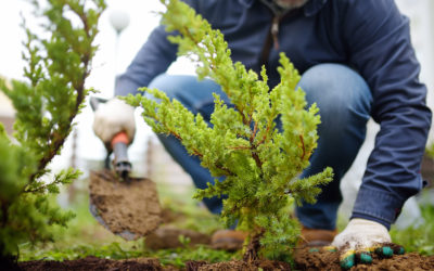 The 5 Best Trees to Plant in Rochester, NY