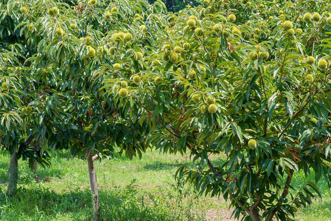 Young trees in a green orchard. Green leaves and grass.