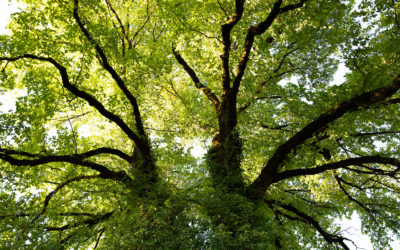 How to Protect the Black Ash Tree