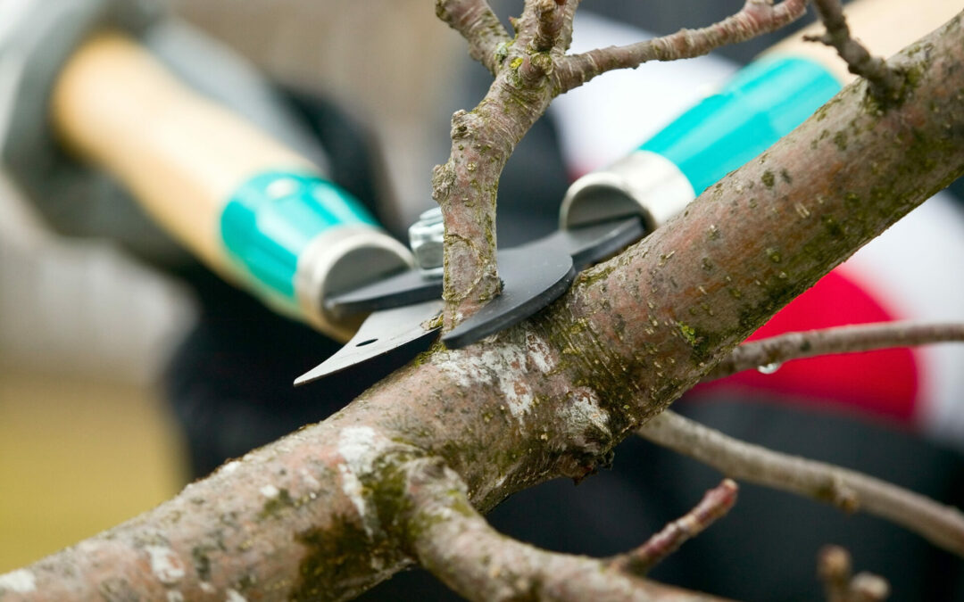 7 Ways To Keep Trees Healthy