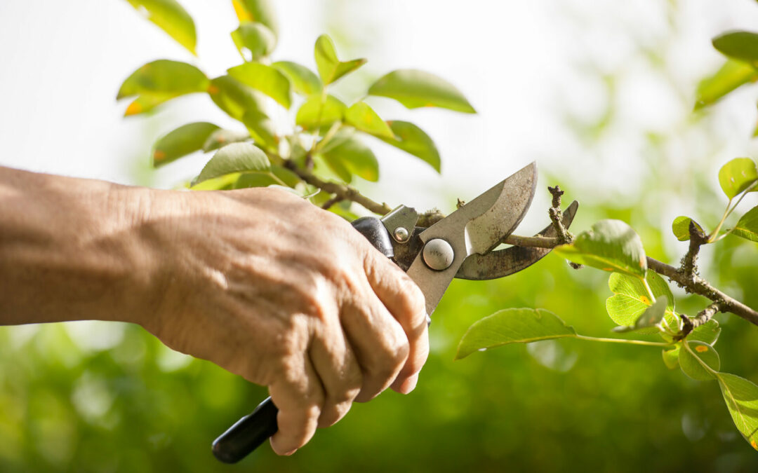 Tree Trimming: 5 Biggest Mistakes