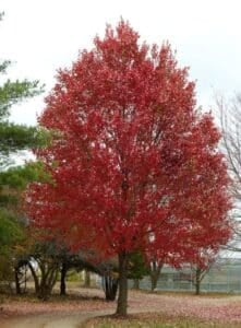 A tree with bright red leaves stands alone. The background has other trees and a fence.