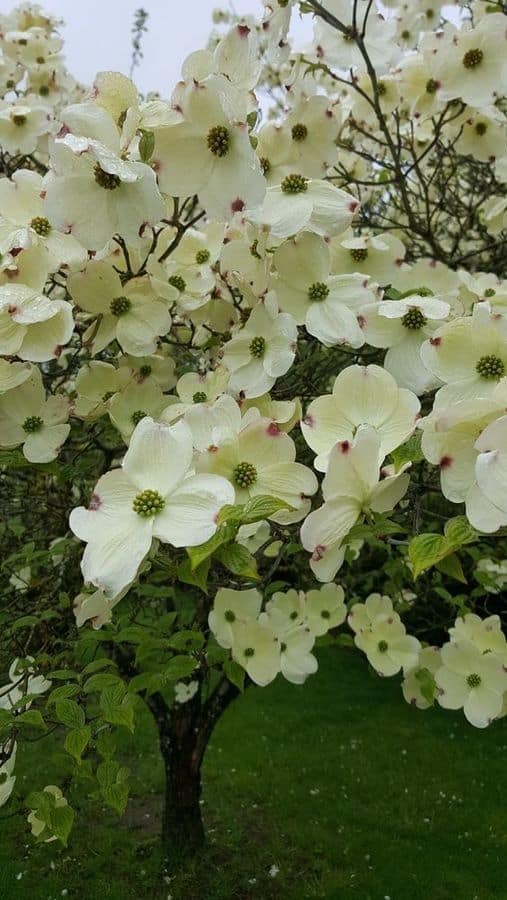 A flowering dogwood tree with white blooms