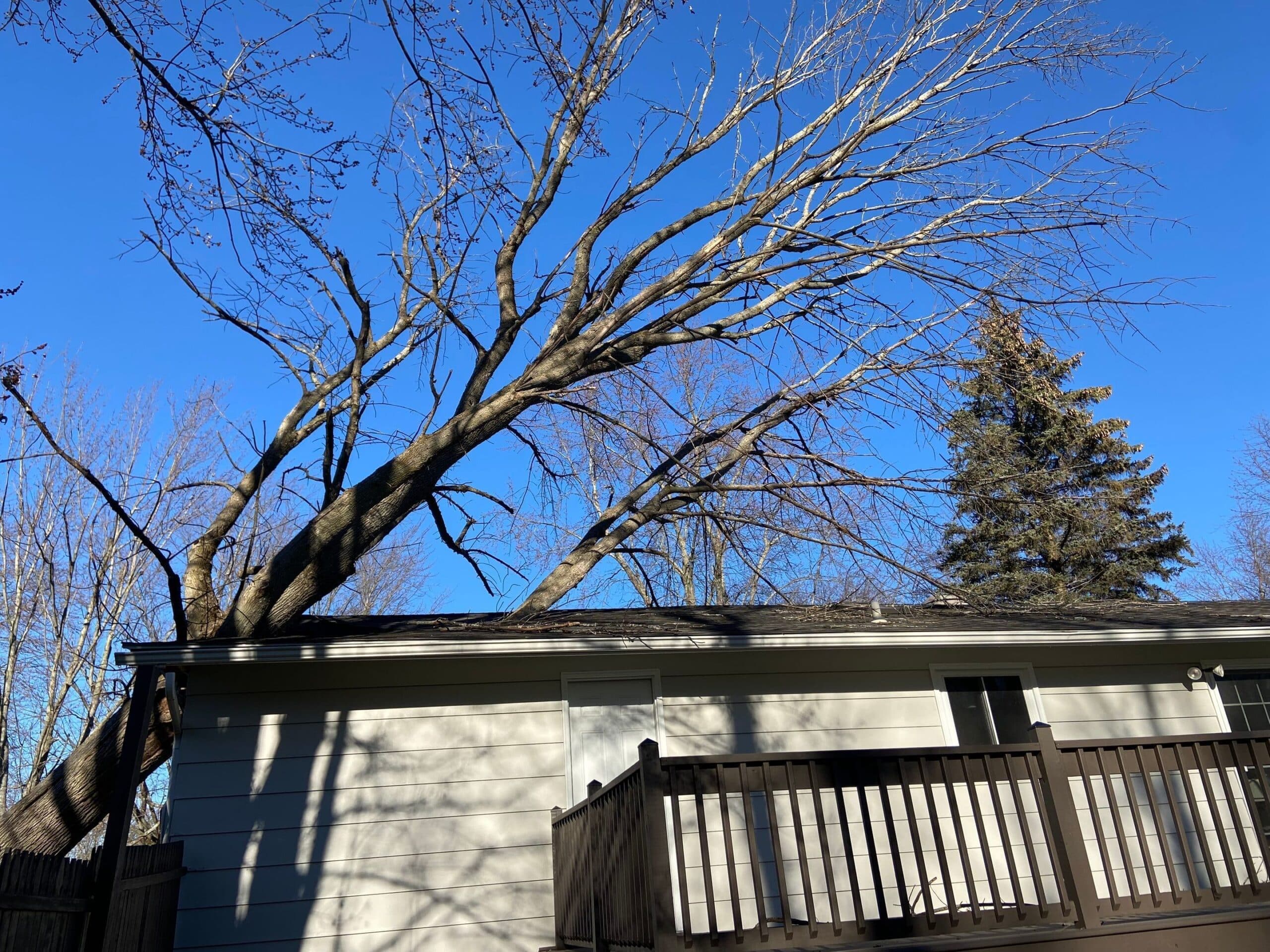 A house with a deck and bare trees. A large evergreen tree behind the house.