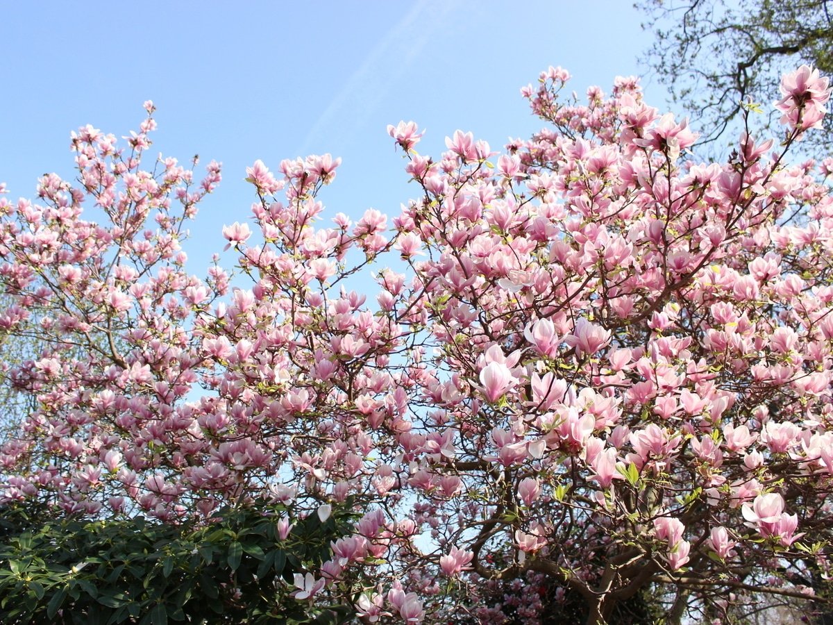 Pink flowers on tree branches. Beautiful spring scene.
