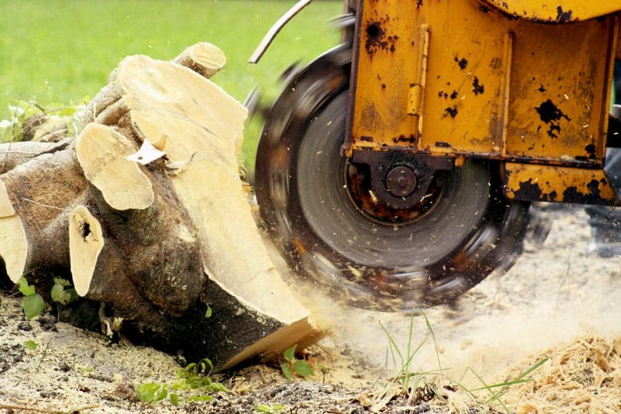A tree stump grinder cutting into a stump on the ground. The machine is grinding the wood into mulch.