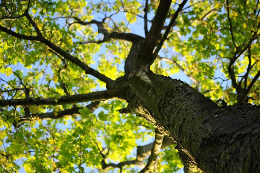 A tree trunk and branches with green leaves against a blue sky. Nature's beauty from a unique perspective.