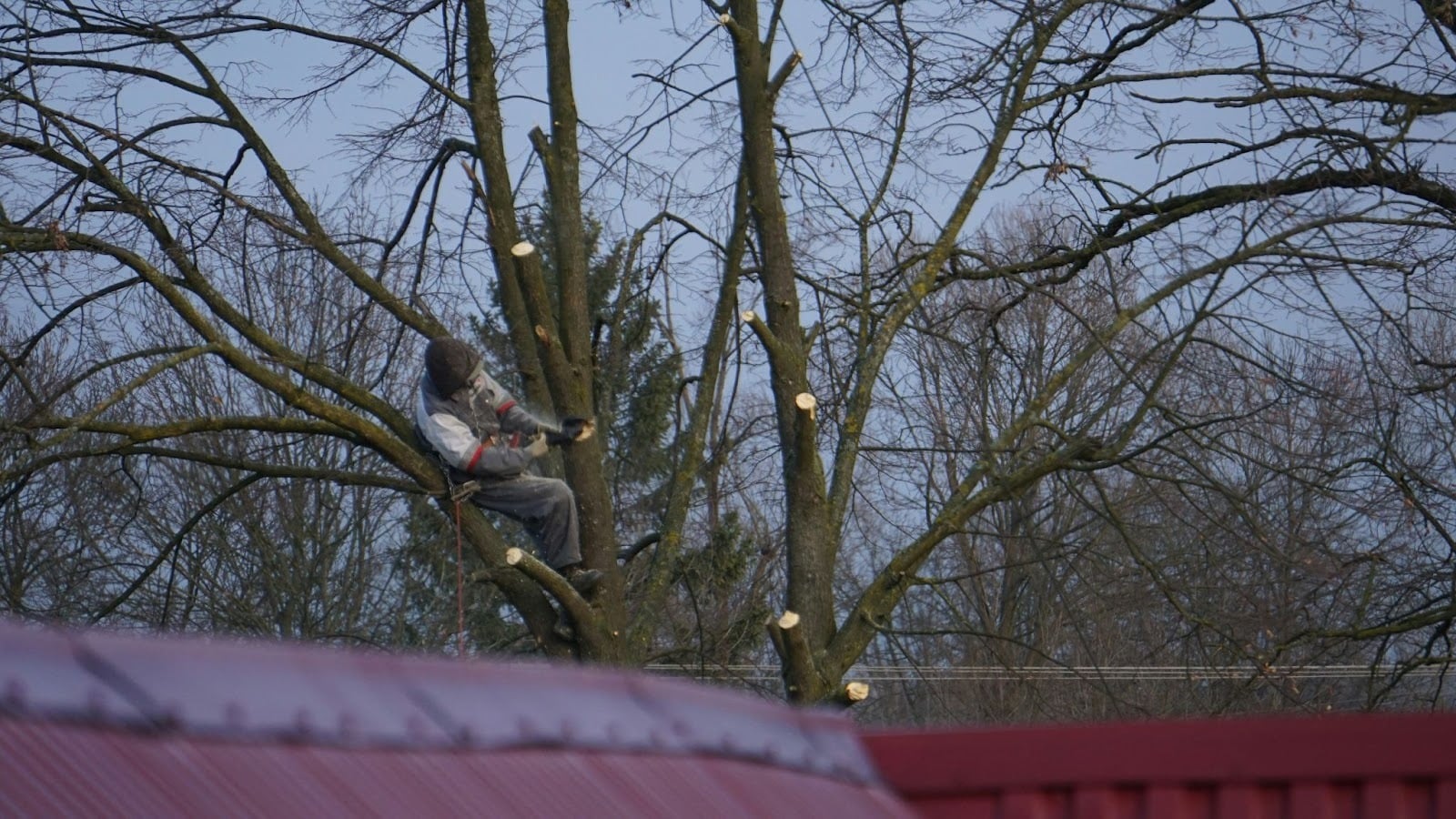A person climbing a tree with Christmas lights. The tree is bare.