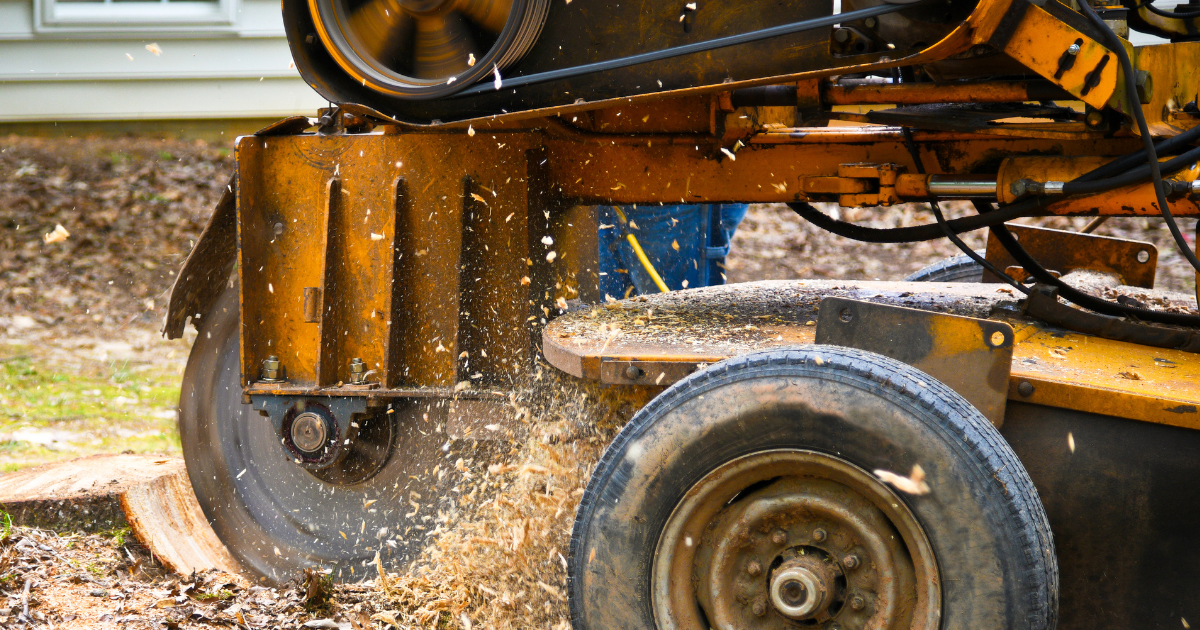 A tree stump grinder at work, cutting through a stump.