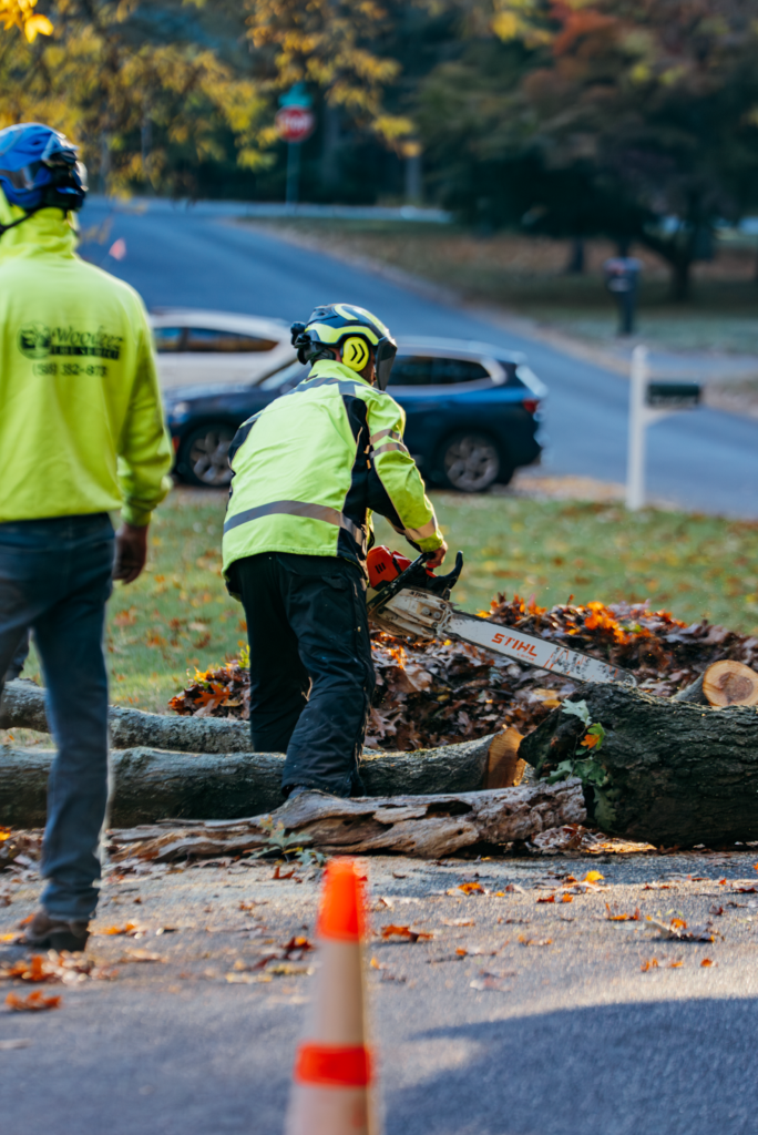 Two workers in safety gear cutting a fallen tree. They are wearing yellow jackets and helmets.