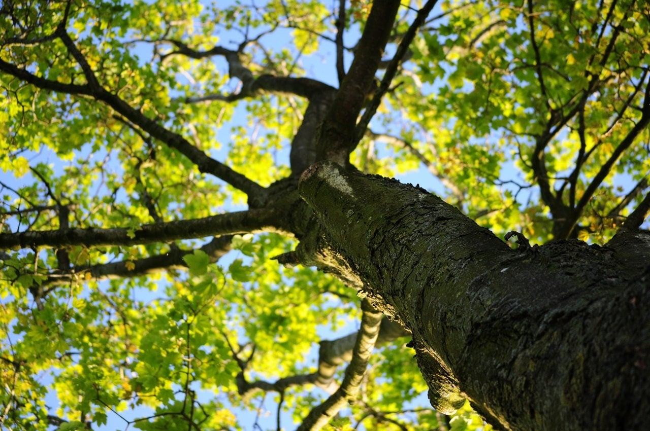 A tree trunk and branches with green leaves against blue sky. Nature scene.