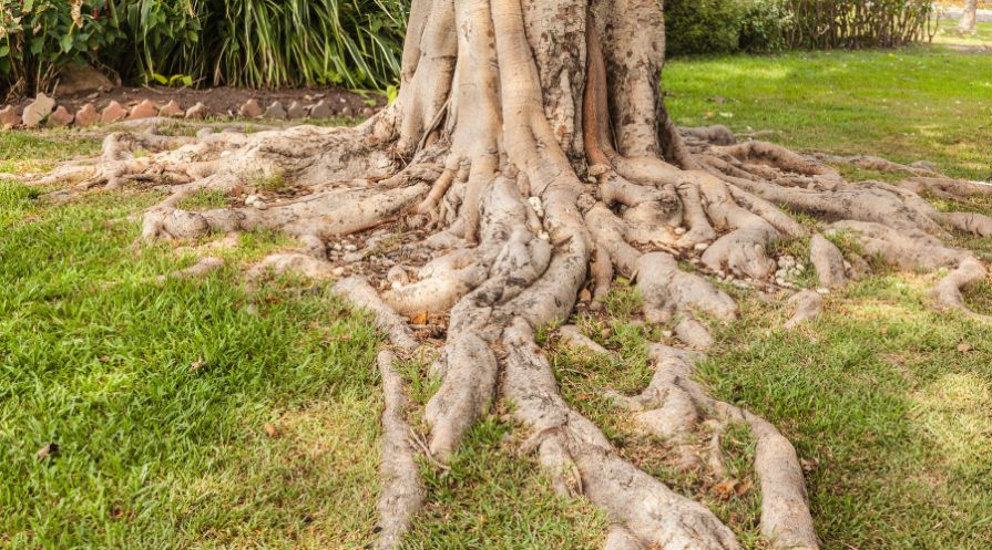 How Tree Roots Can Damage Your Foundation - Woodeez Tree Service