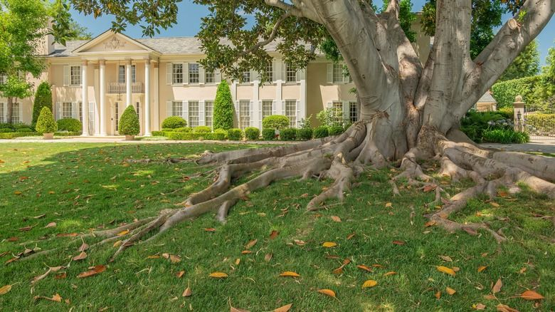 A large tree with exposed roots on a green lawn. A big house with columns in the background.