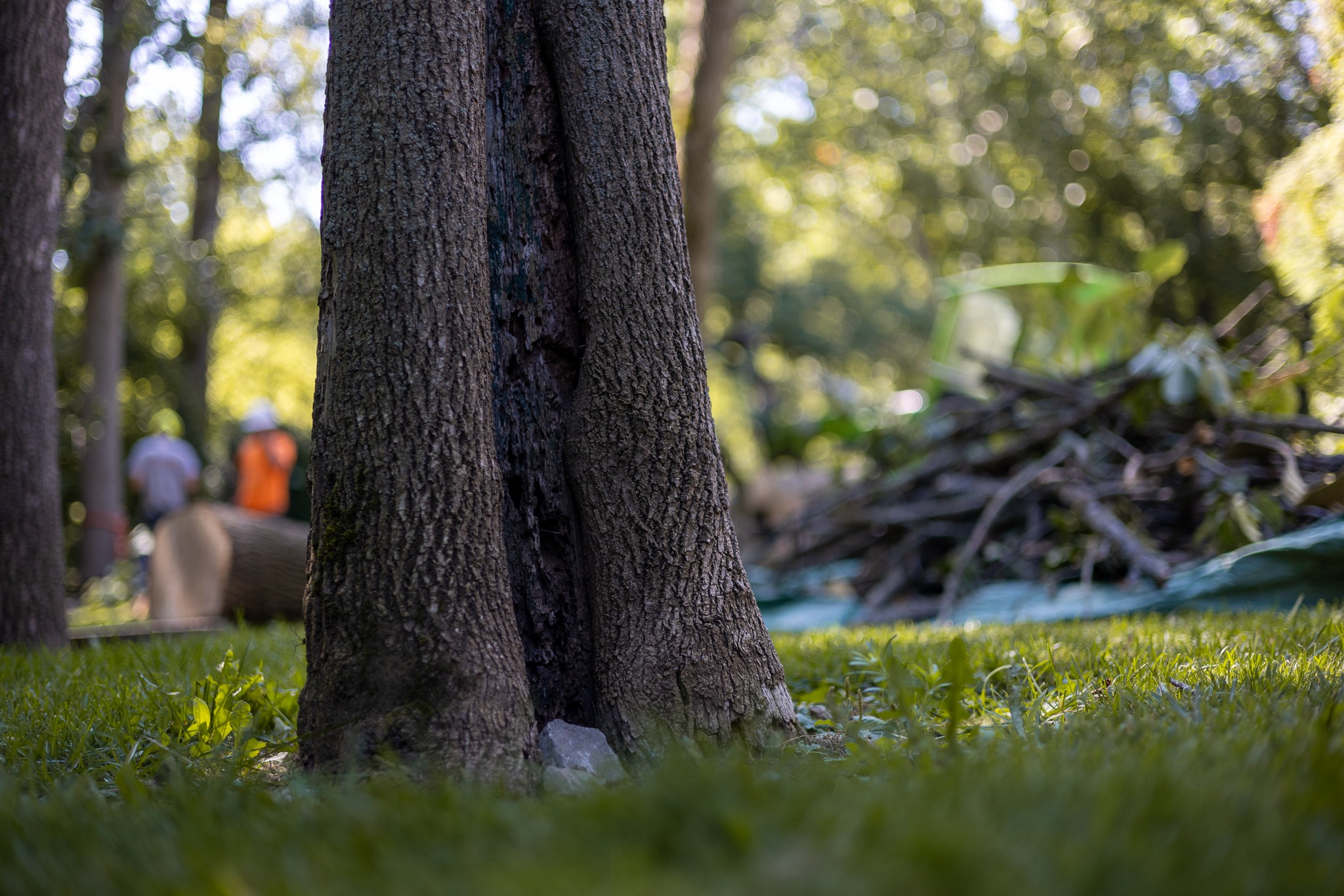 Tree trunks on grass. A pile of wood in the background.