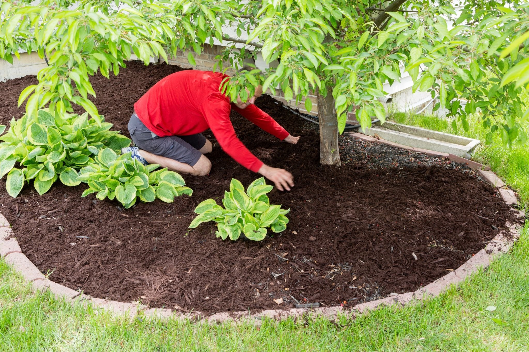 Woman kneeling and gardening around a tree. She is adding mulch.