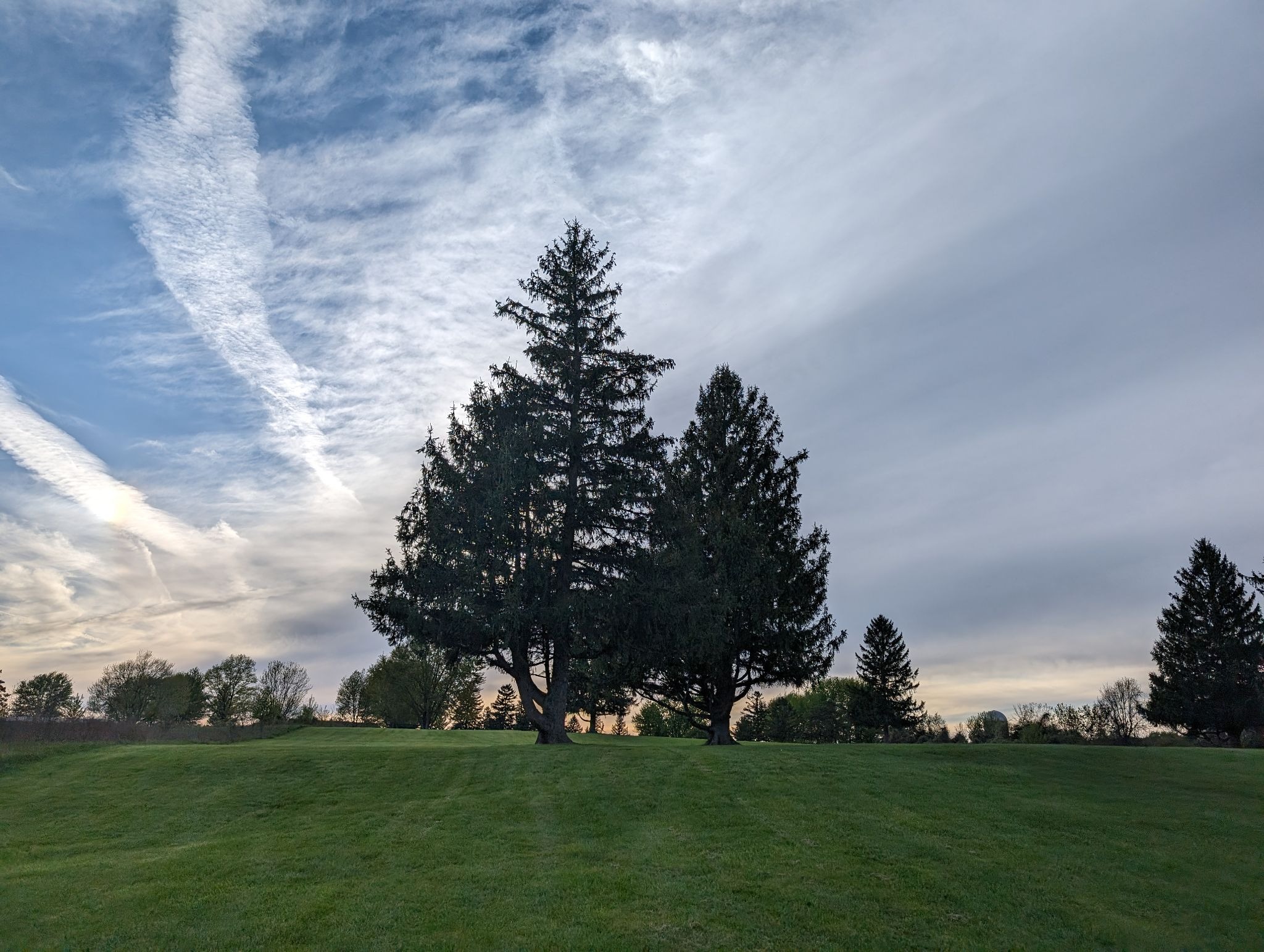 A group of evergreen trees stand tall on a lush green hill. The trees are surrounded by a serene landscape.