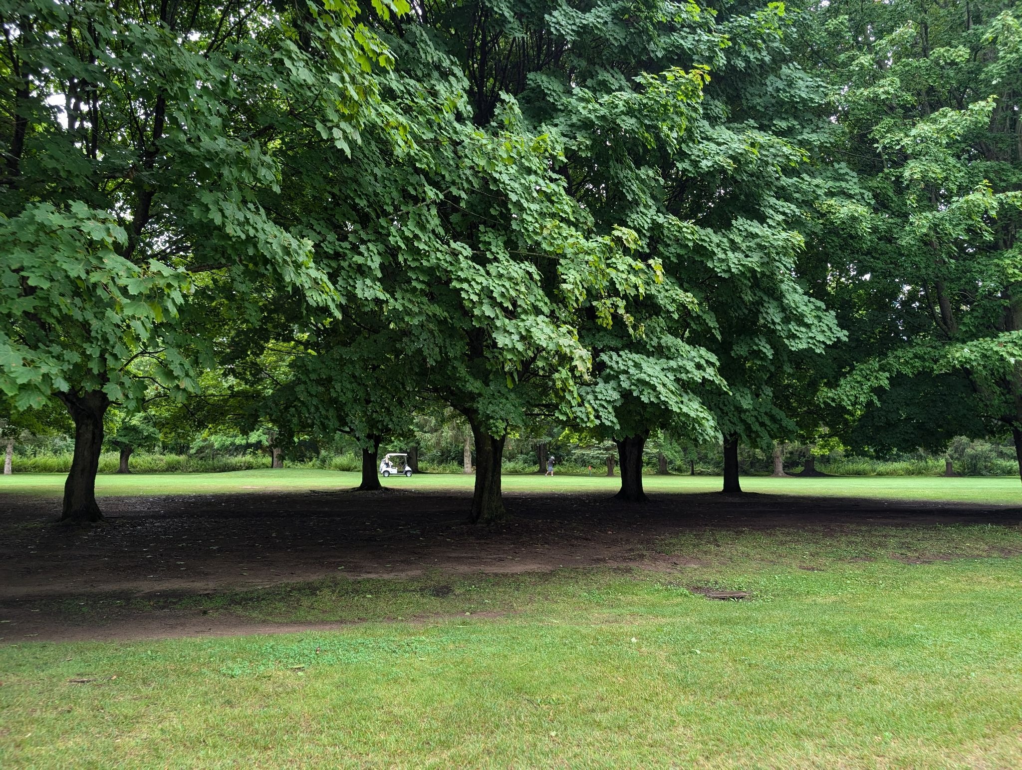 a group of trees in a park or garden