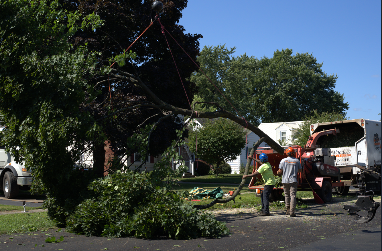 Workers in high visibility vests operating a tree removal truck