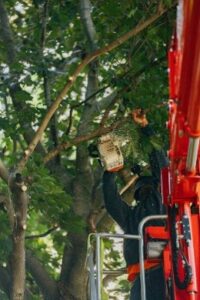 An arborist in a safety harness uses a chainsaw to trim branches from a large tree using a red aerial lift. The scene shows an outdoor tree care operation.
