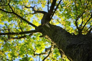 A low-angle view of a large tree trunk with branches against a blue sky.