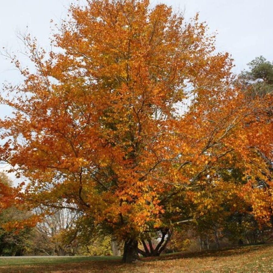 A tree with bright orange leaves stands tall in a field. The tree is surrounded by other trees and greenery.